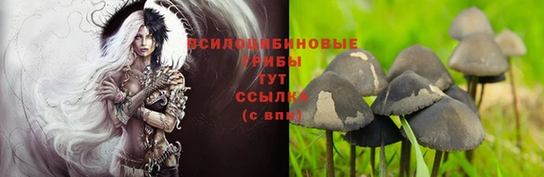 PSILOCYBIN Балахна